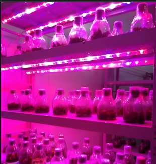 �U�蓝�?:4植物生长灯管适用范围照射旉���