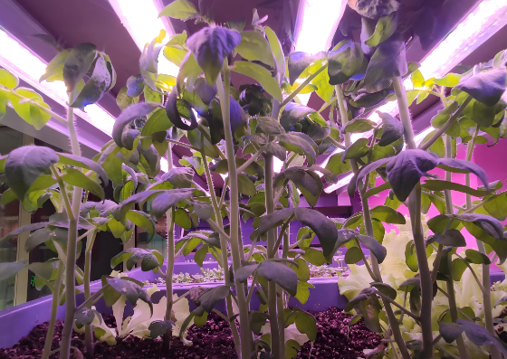 妞嶇墿鐢熼暱鐏鏁堟灉鍥?png