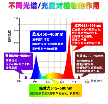 不同光譜對植物作用.png